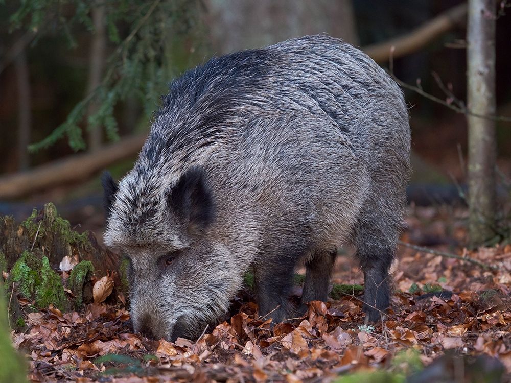 Wild boar during winter in high forest Bavarian Forest National Park Germany-Bavaria